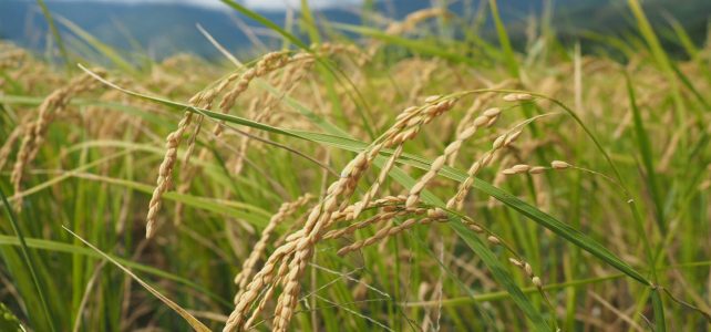 L&rsquo;Importance de la Santé Intestinale et des Probiotiques